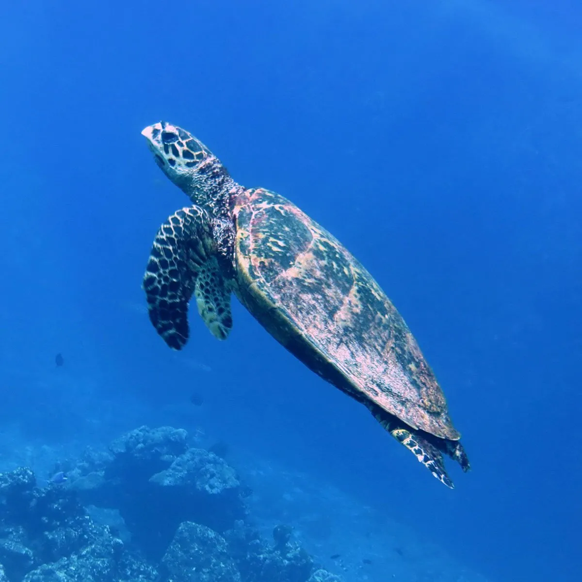 Disabled Turtle Home